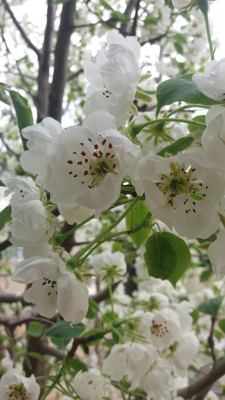 Flowers.Baku