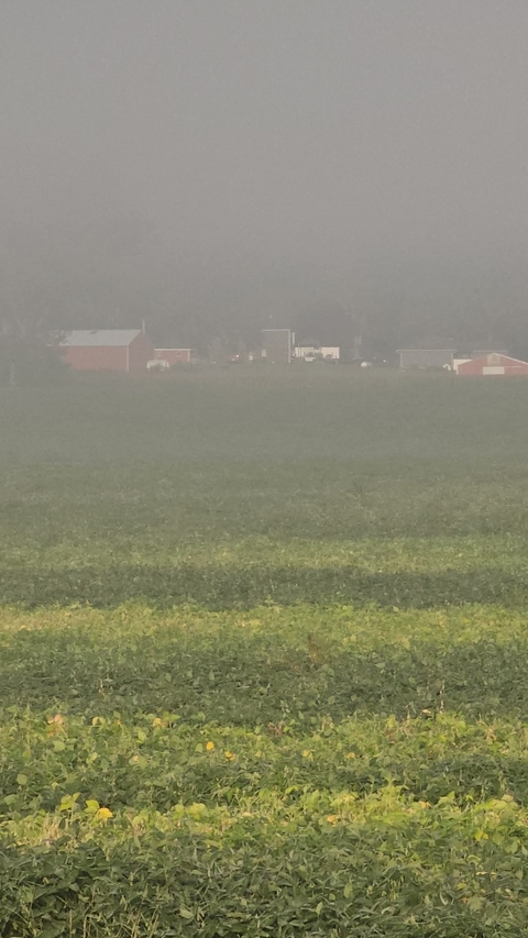 fog, grassland वॉलपेपर