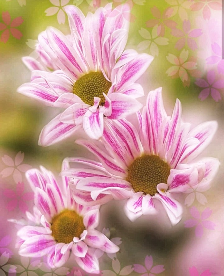 marguerite