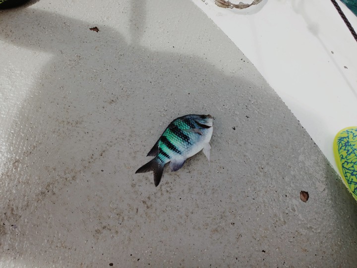 바보