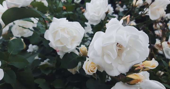 roses