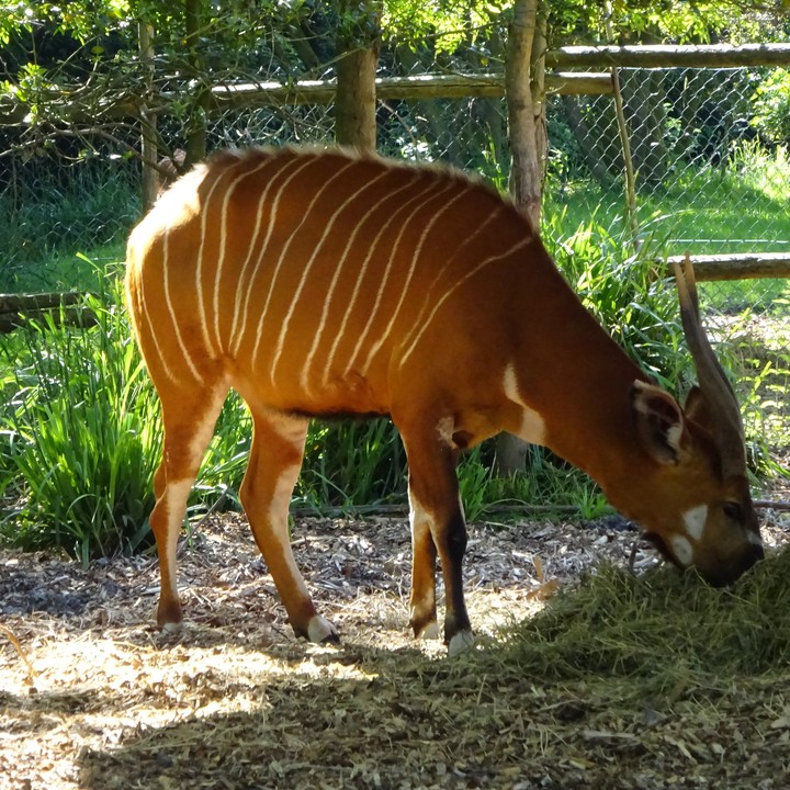 blijdorp