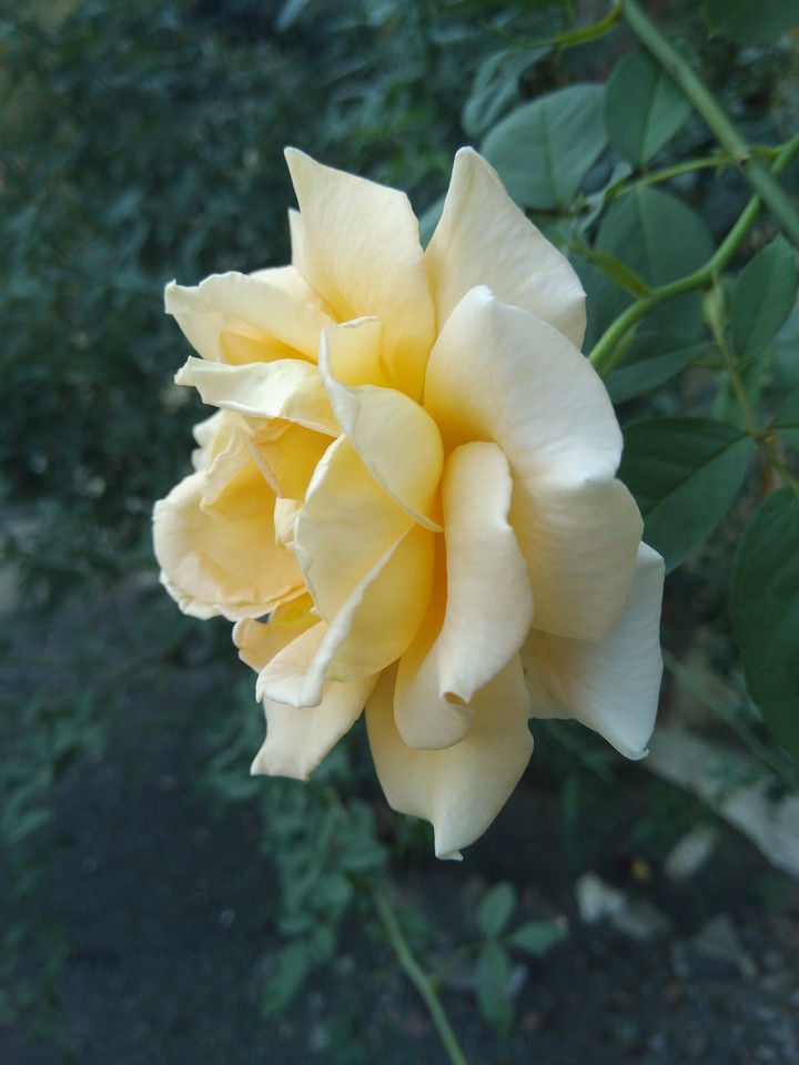 White Rose