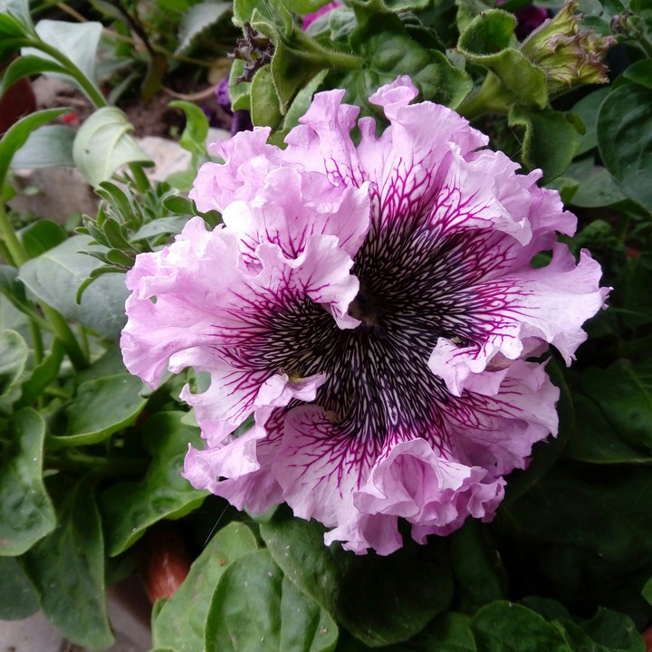 petunia