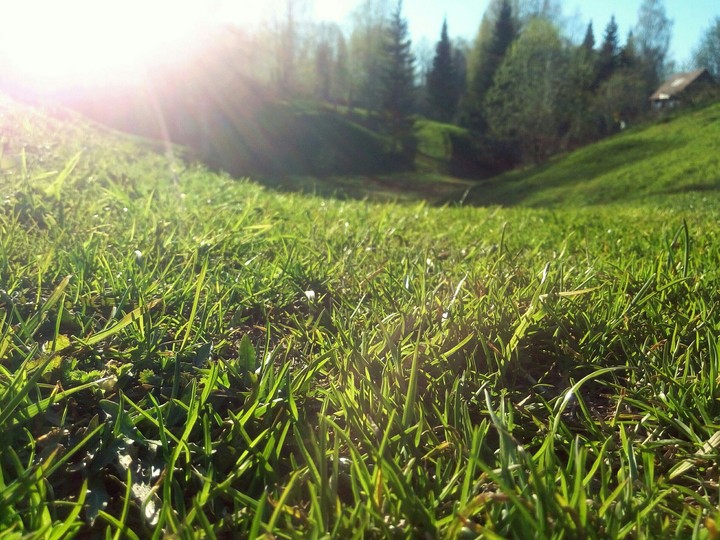 Summer. Green field.
