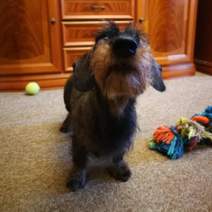 Dachshund