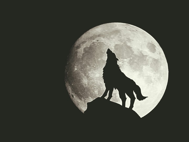 wolf