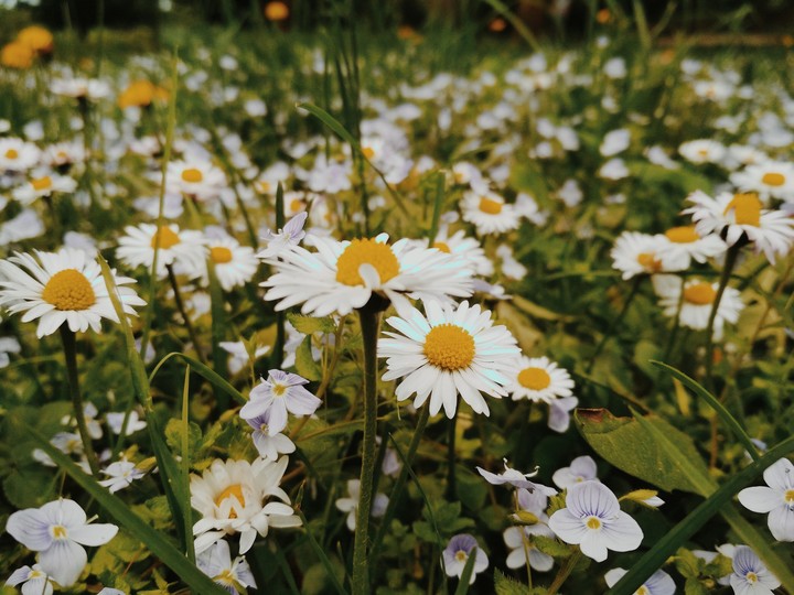 Daisies / Маргаритки