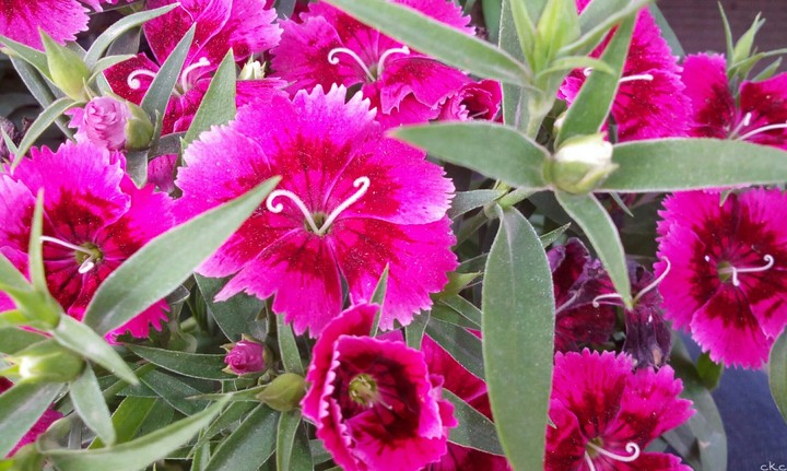 beautiful flowers