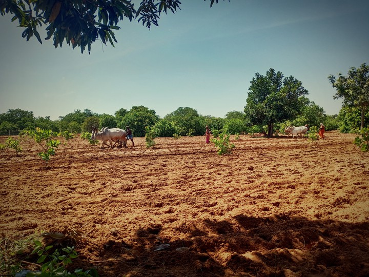 My Farm