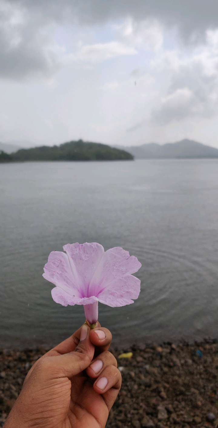 Flower and rain
