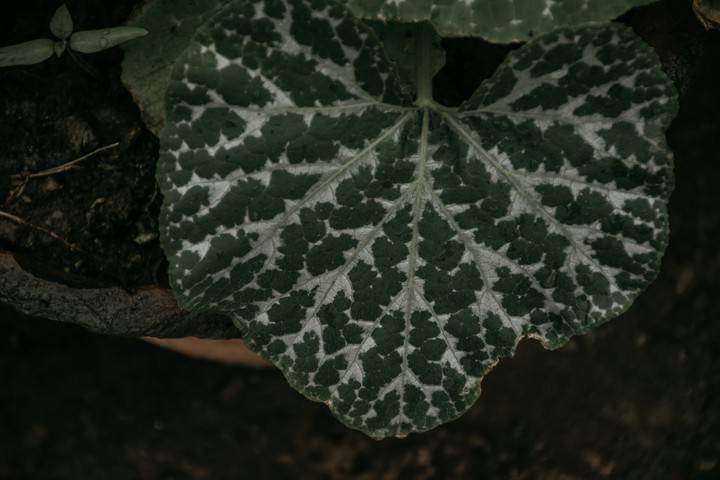 leaf