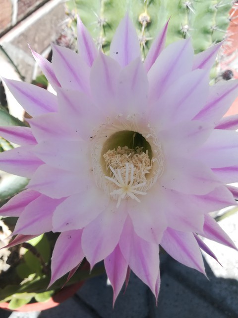 cactus flower