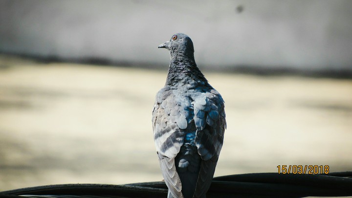 BEAUTIFUL BIRD