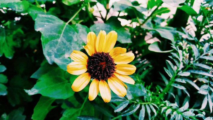 sunflower