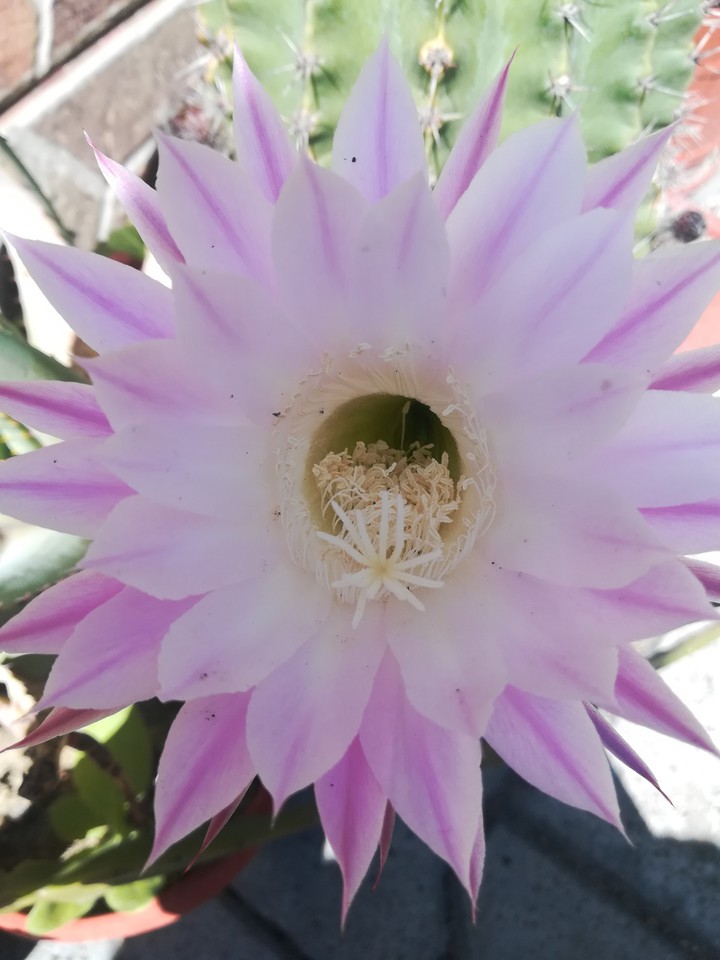 cactus flower
