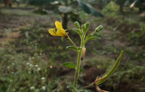 flower
