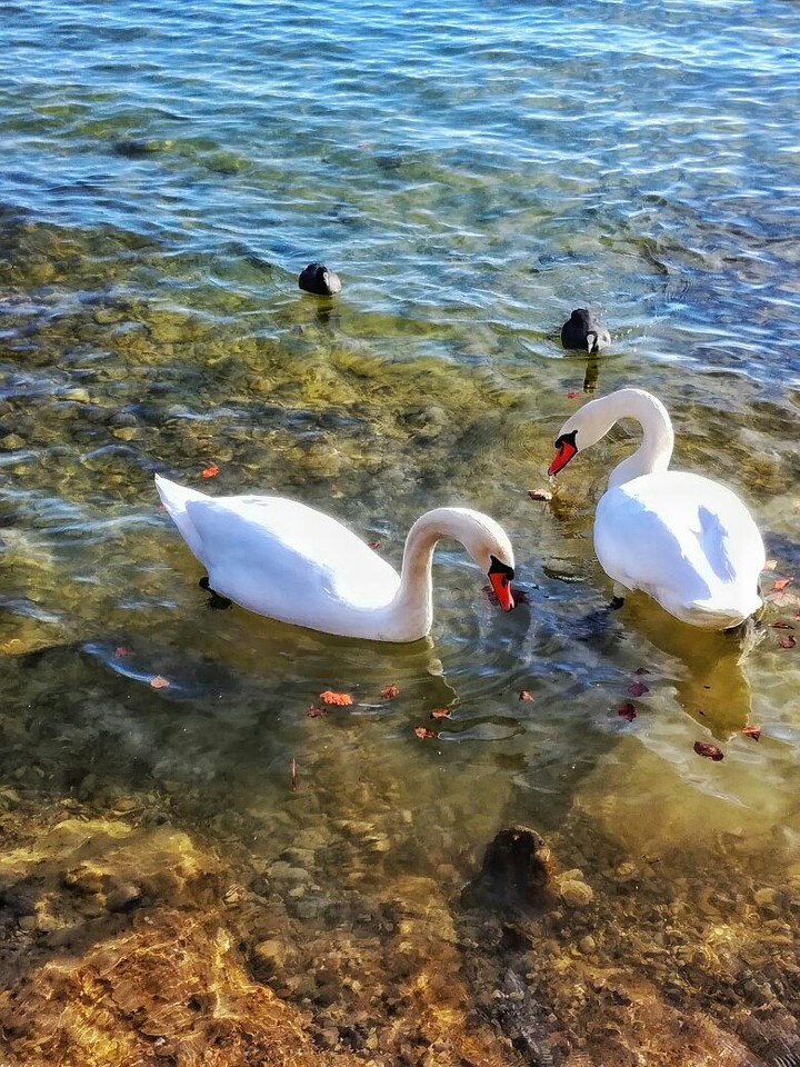 forever together