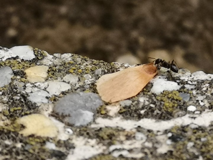 Ants