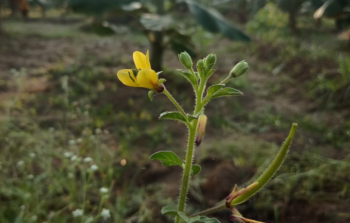 flower