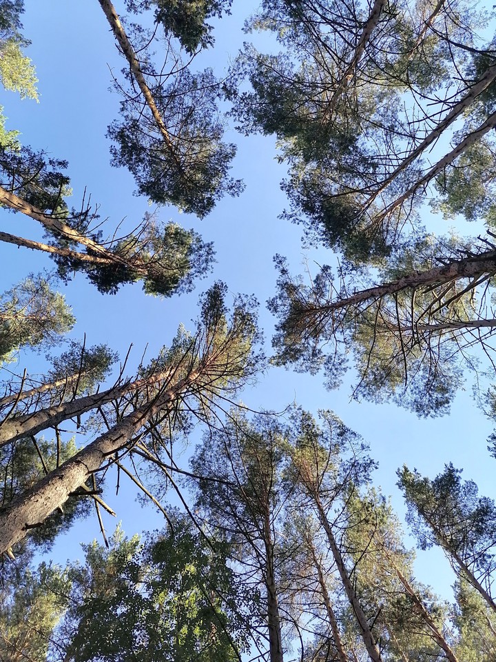 forest