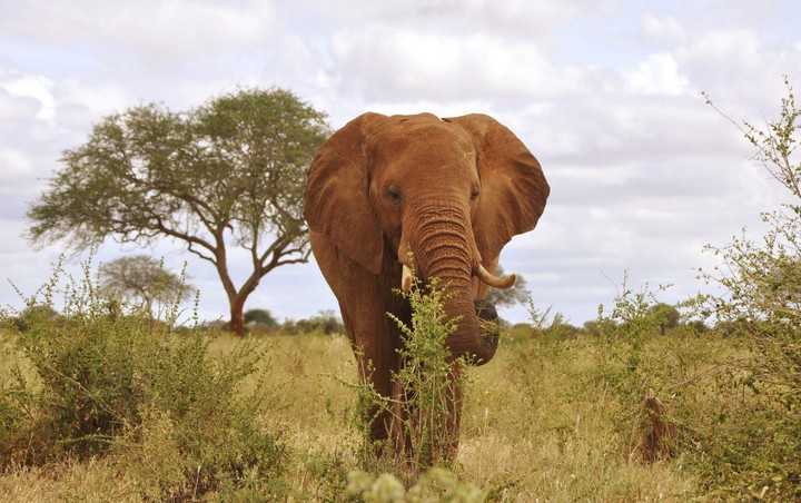 Elefante