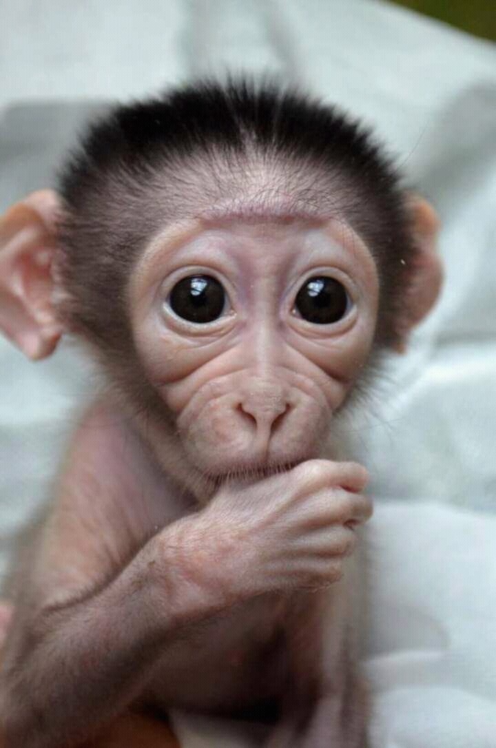 Monkey