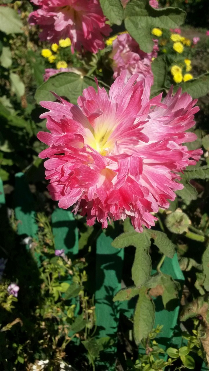 plant