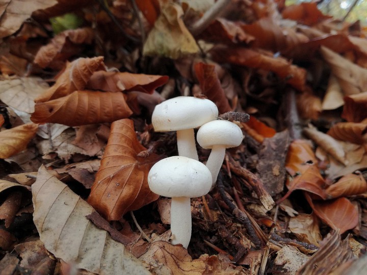 baby mushrooms