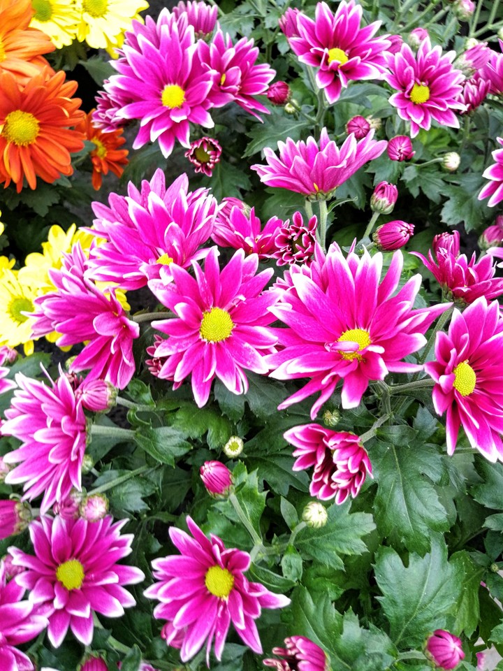 pinke Blumen