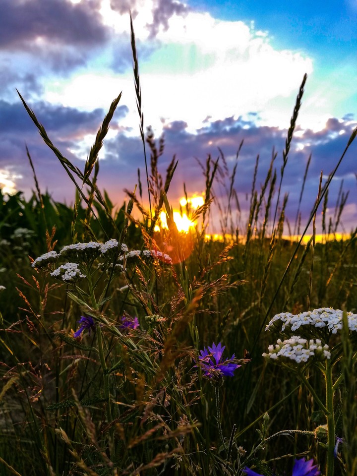 Meadow