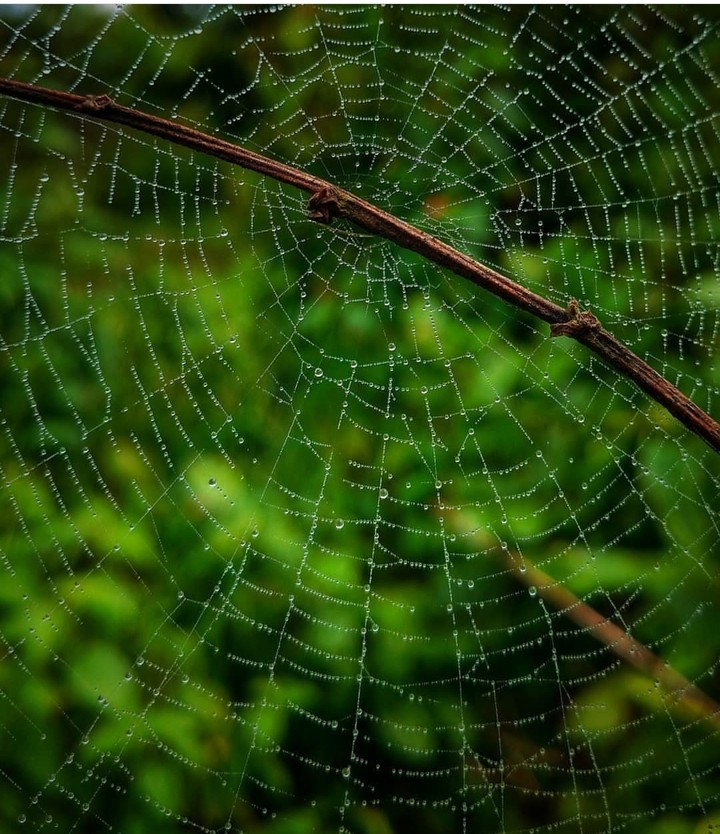 spider shot on OnePlus 7