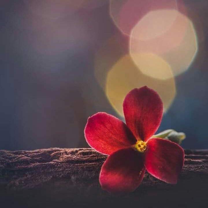 fleur.