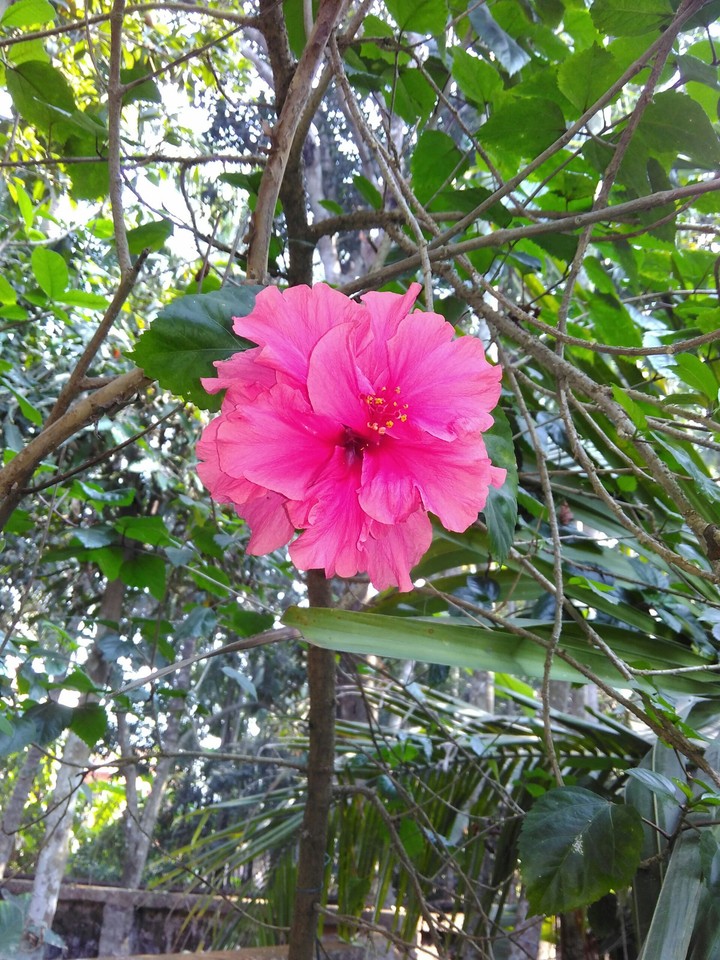 chaina rose