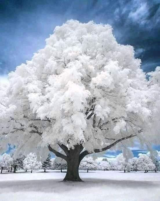 سبحان الخالق