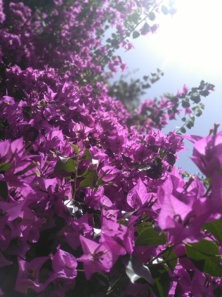 Bougainvillea plant