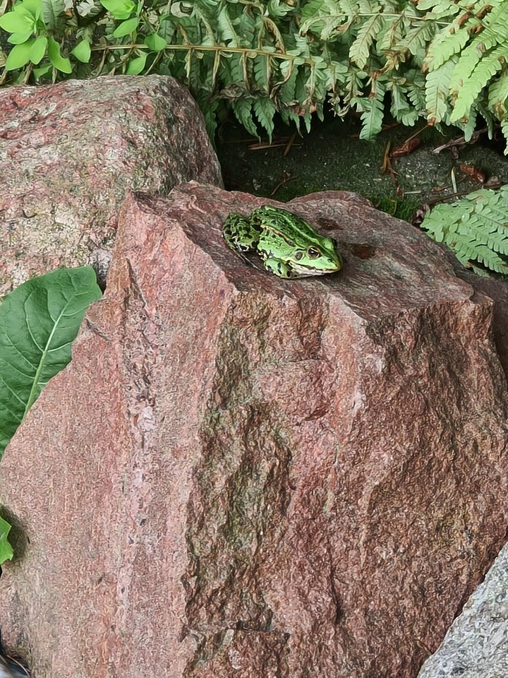 nature