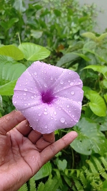 Flower photography
