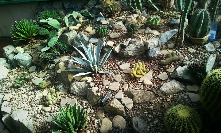 Cacti