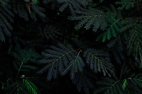 tapety groundcover, twig