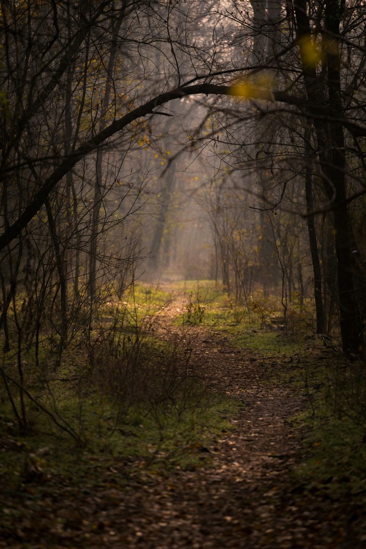 Dark Forest
