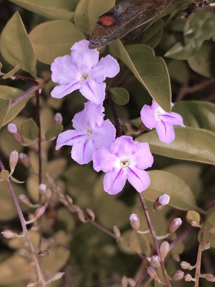 purple flower