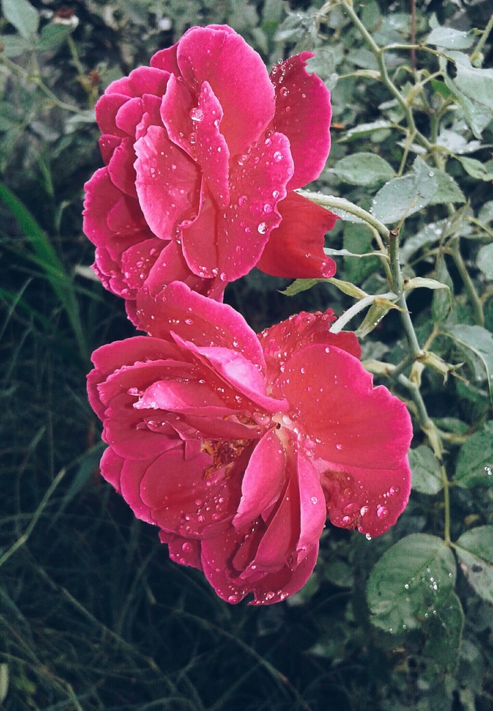 red rose