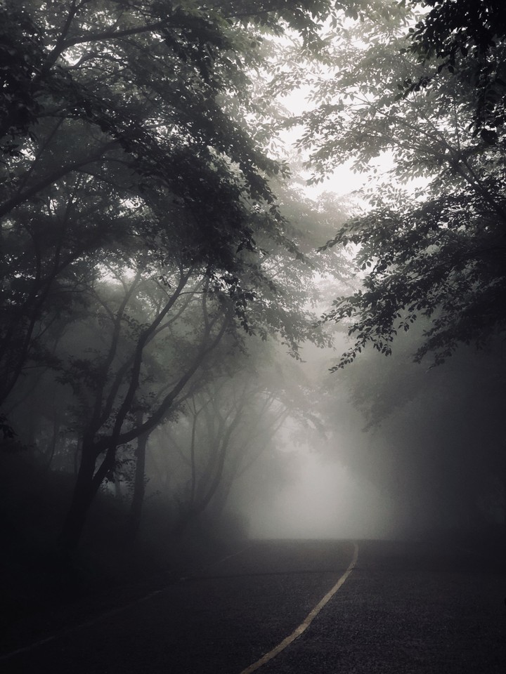 forest