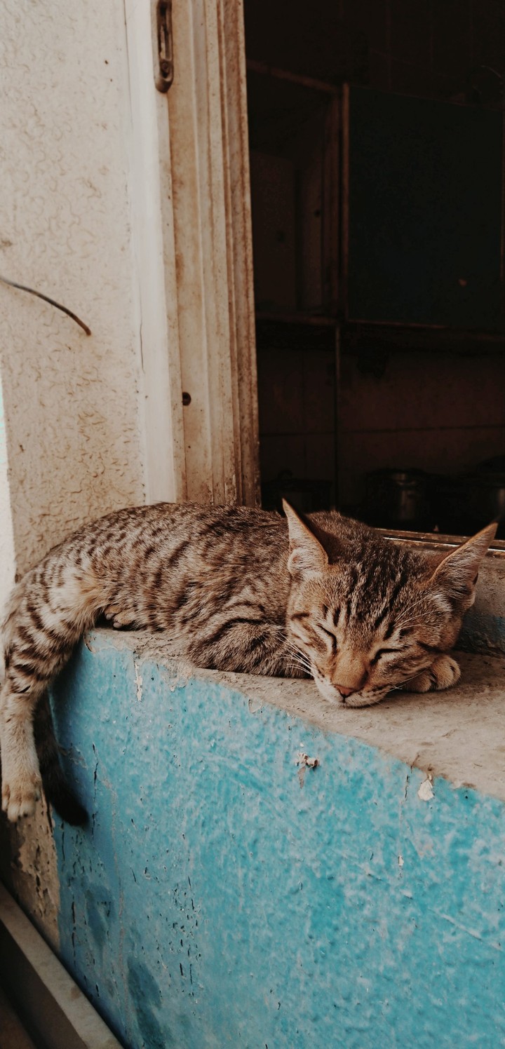 cat