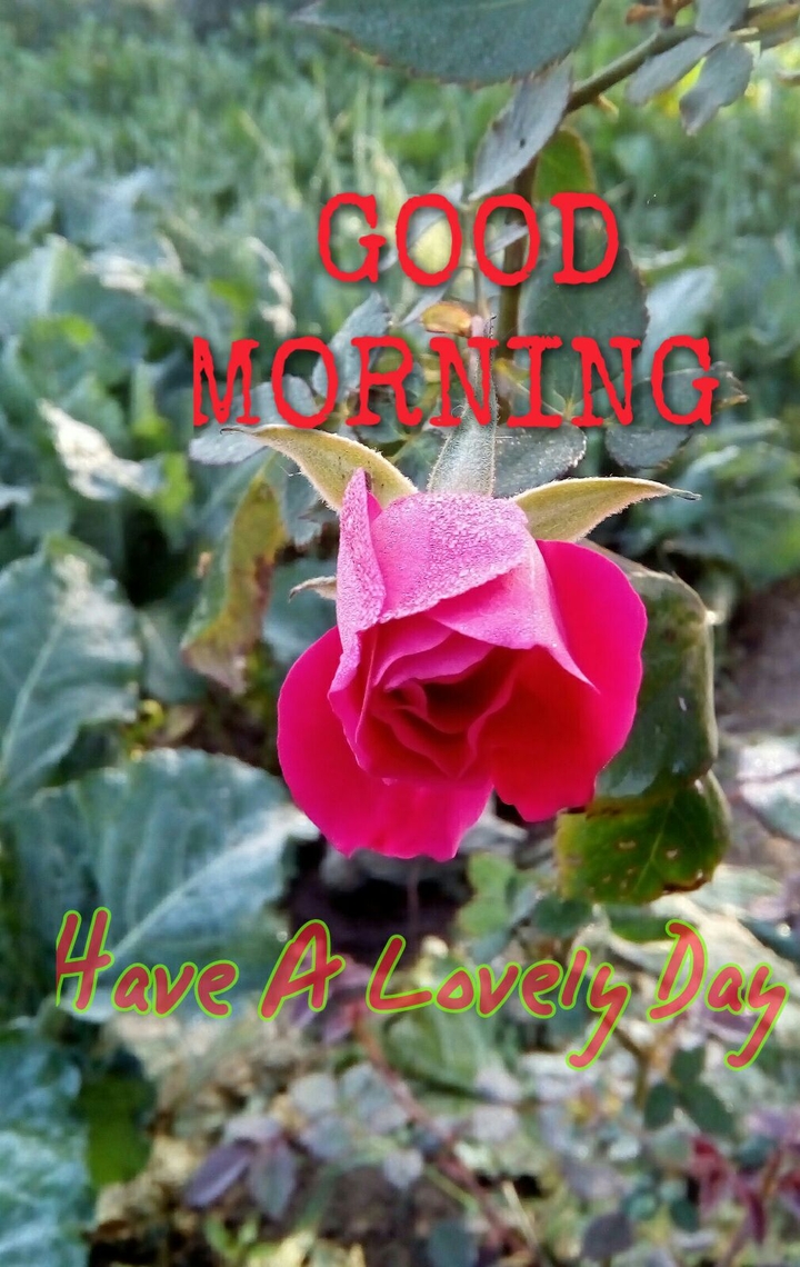 Good morning