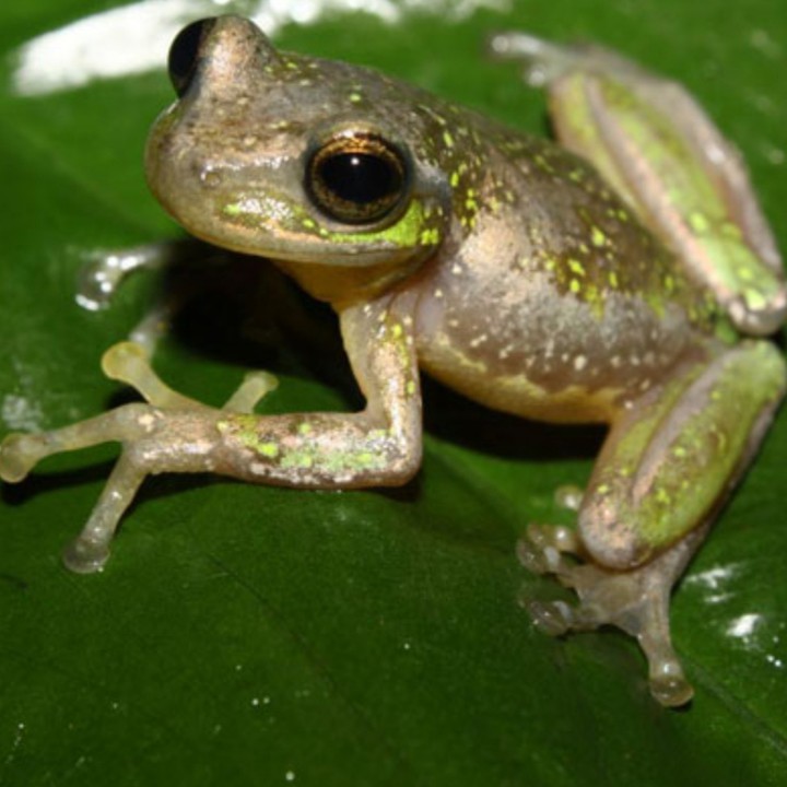 ♡Always love frogs!♡