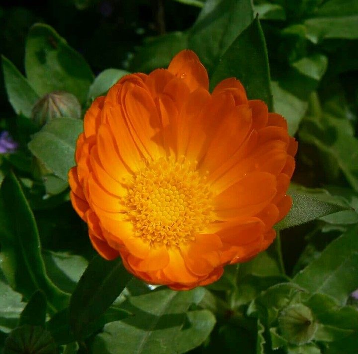 Orange flower