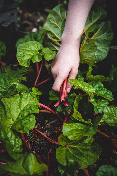 обои produce, plant