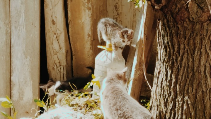 lovely baby cat